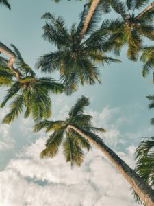 harshil gudka 77zGnfU SFU unsplash